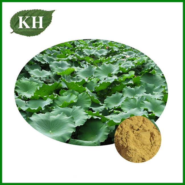 Lotus Leaf Extract